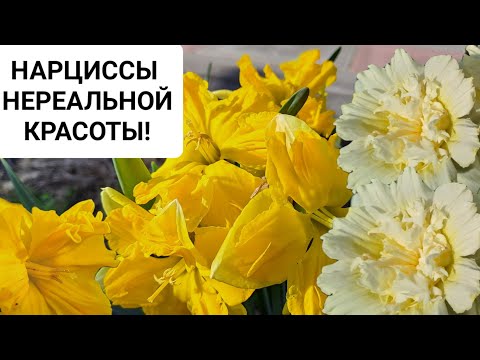 Видео: НАРЦИССЫ НЕРЕАЛЬНОЙ КРАСОТЫ. ОБЗОР ЦВЕТЕНИЯ В МОЁМ САДУ.