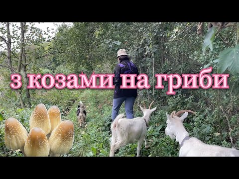 Видео: День в селі. Ми, кози, Аська, гриби.