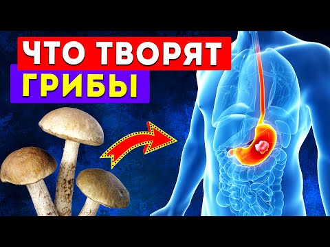 Видео: В грибах больше пользы, чем вреда? Разбираемся с диетологами
