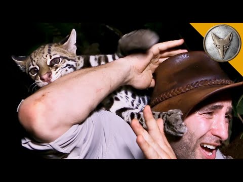 Видео: Оцелот НАПАДА! Невероятна среща с дивата котка в джунглата | Brave Wilderness Български
