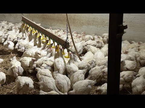 Видео: Ферма в Германии.Бройлер,новый привоз.