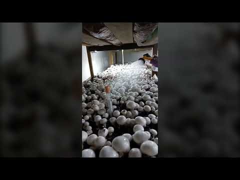 Видео: Теперь грибы не раскроются.Поливаем грядки.Выращивание шампиньонов