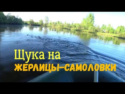 Видео: Открыл сезон по хищнику ЖЕРЛИЦАМИ-САМОЛОВКАМИ. Малая речка выручает!