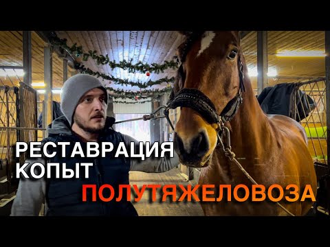 Видео: Жировик в стрелке лошади. Рецепт раствора от грибка белой линии. Расчистка больших копыт.