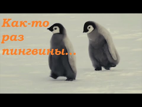 Видео: Елена и Олег Герасимовы - Пингвины (В Антарктиде льдины землю скрыли).
