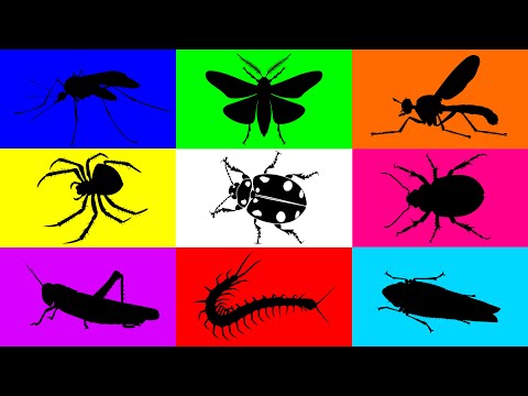 Видео: Насекомое: Муха-разбойница, Гигантский комар, Зеленый жук, Кузнечик, Цикадка, Моль, Божья коровка...