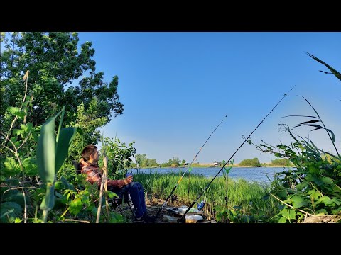 Видео: Проста рибалка на річці Дністер 2023. Відпочинок на природі. Карась. Жерех. Густера.