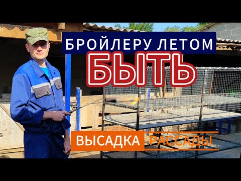 Видео: 🌱🐔🐛Высадили всю рассаду.Летнему бройлеру быть.Обработки и первые вредители.🐛🐔🌱