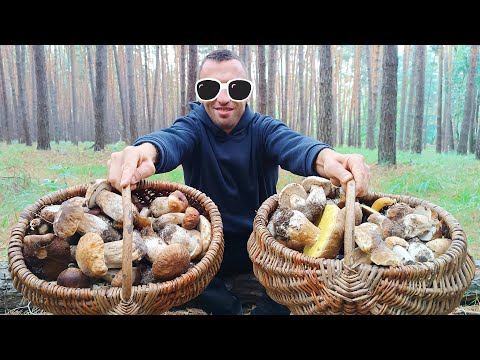 Видео: ЗНАЙШОВ ПОЛЯНУ НЕТРОНУТИХ БІЛИХ ГРИБІВ !!! МРІЯ КОЖНОГО ГРИБНИКА !!!