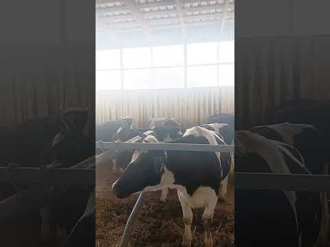 Видео: Грант Агростартап господдержка. Стоит ли брать? Подумайте прежде об этом... 1 часть #коровы #фермер