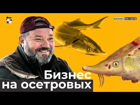 Видео: Альбиносы-стерлядки. Осетровый бизнес: сколько требует вложений?  Когда окупится и какой даст доход?