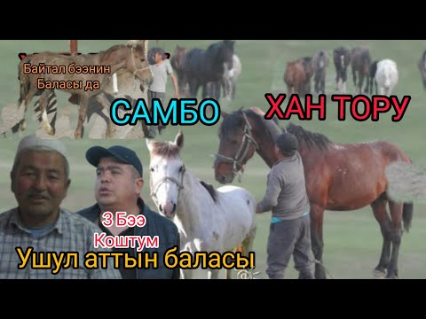 Видео: Айтали ААЖЫНЫН аты