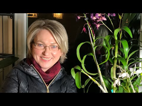 Видео: Мои короли и королевы декабрь 2023. Цветение орхидей каттлея, фаленопсис, дендробиум и зигопеталлум.