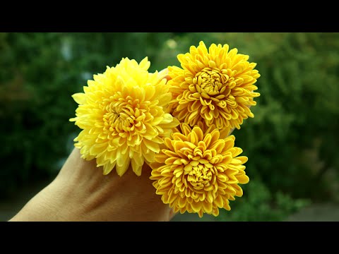 Видео: 🌸 ХРИЗАНТЕМЫ из ФОАМИРАНА 🌸на резинках,без шаблона.Самый простой способ.🌞