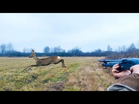Видео: ЗАГОННАЯ ОХОТА. ЛОСЬ, КАБАН, КОСУЛЯ. Повезло