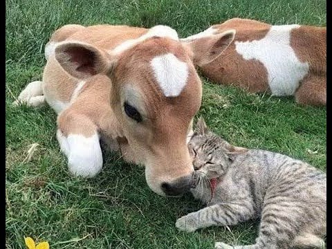Видео: 🐕 Лучшие смешные видео с животными для отличного настроения! 🐈 Вы будете смеяться! 😺