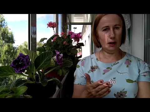 Видео: Глоксинии семенами, конец цветения.  ОТВЕТЫ НА ВОПРОСЫ