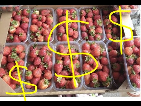 Видео: Какой заработок на клубнике? 2000 $  в год с 1 сотки, реально?