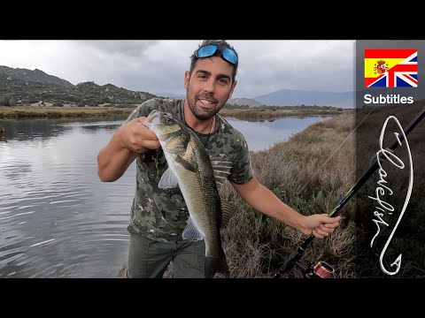 Видео: В поисках большой рыбы!