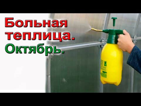 Видео: Больная теплица. Октябрь. Фитофтора, кладоспориоз, белокрылка.