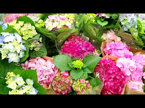 Видео: 🍃Леруа Мерлен🍃Новый Завоз Цветов🍃