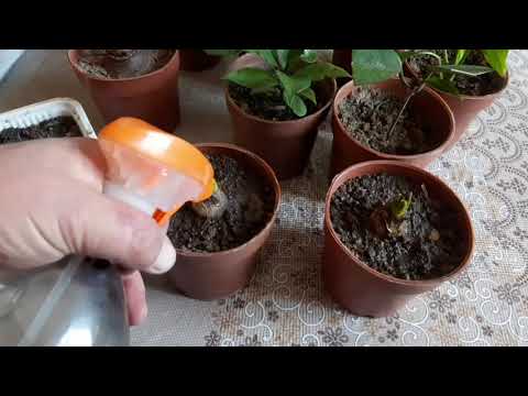 Видео: Гиацинтни ривожлантириш. Выгонка гиацинта.