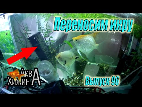 Видео: Забираем икру у скалярий (Аква Хижина, выпуск 96)