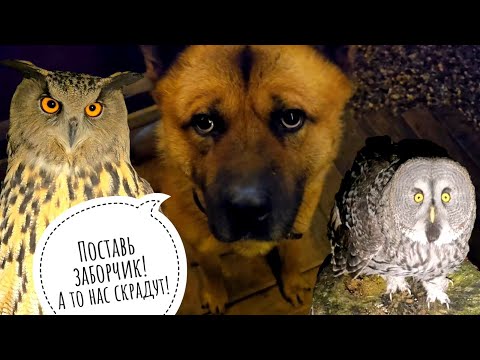 Видео: Как дела у совы Кофи и настроение у совы Ёлки. Ночной переезд лягушек. Тема забора раскрыта