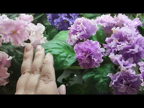 Видео: Цветущие фиалки - обзор сортов
