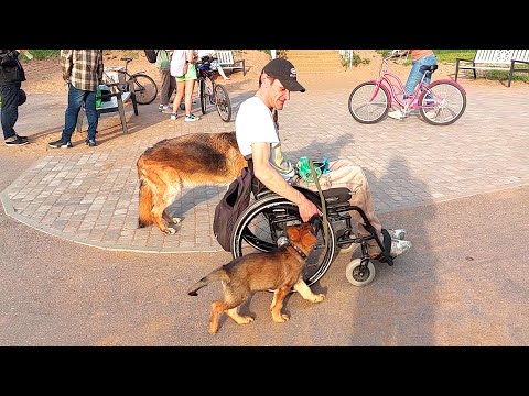 Видео: Осваиваем со 🐶щенком поводок, хождение рядом на поводке🐕♿🐕