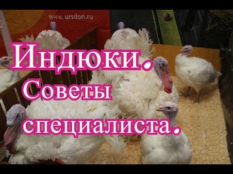 Видео: Индюки. Советы по разведению с Выставки Золотая Осень 2016.