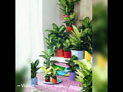 Видео: DEFFIMBAXIYA.  Деффинбахия👍👍👍