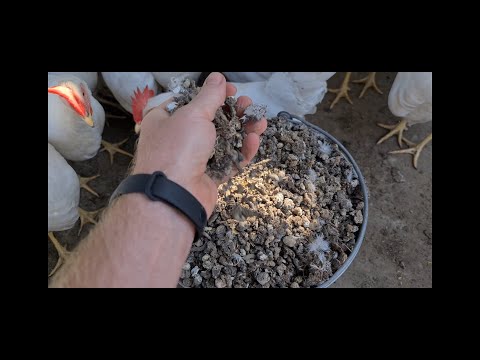 Видео: Помёт в курятнике - куда я его деваю, зачем его покупают, как часто я его убираю!?
