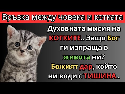Видео: Открий ДУХОВНОСТТА на КОТКИТЕ | Защо БОГ ти ги е изпратил?