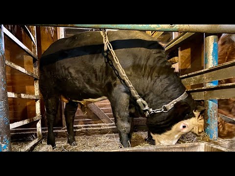 Видео: Итоги летнего откорма. 6 сезон.