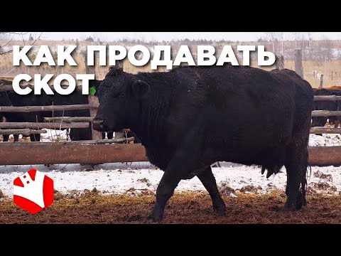 Видео: Как продавать скот? | Реализация скота | Мясное животноводство