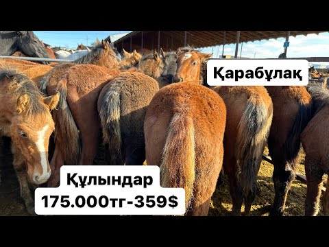 Видео: Құлындар. Жабағылар.Тайлар. Биелер
