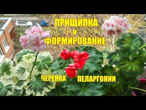 Видео: Прищипка и формирование черенка пеларгонии