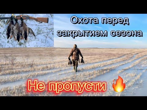 Видео: Столько УТКИ Я ЕЩЁ НЕ ВИДЕЛ!Охота на Кубани!#охота #охотанауток #охотаназайца #охота2023 #спаниель