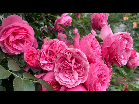 Видео: Роза Леонардо да Винчи (Rosе Leonardo da Vinci ) и Ред Леонардо да Винчи  г. Киев 5 июня 2024 г.