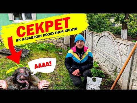 Видео: СЕКРЕТ! Як назавжди позбутися кротів  — простий метод, який працює 🐾🧨