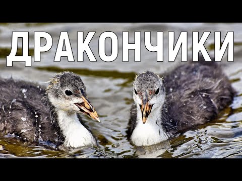 Видео: Птенцы лысухи, дракончики!