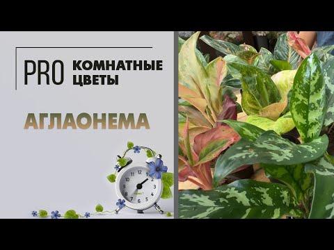 Видео: Аглаонема. Неприхотливое комнатное растение. Уход за аглаонемой. Как с ней подружиться?