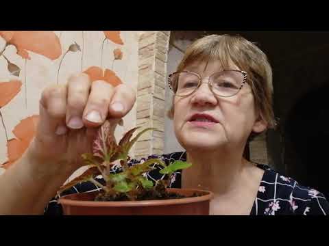 Видео: БЕГОНИЯ) Сохраняем маточники  или снимаем черенки и всю зиму их выращиваем)) Что лучше???