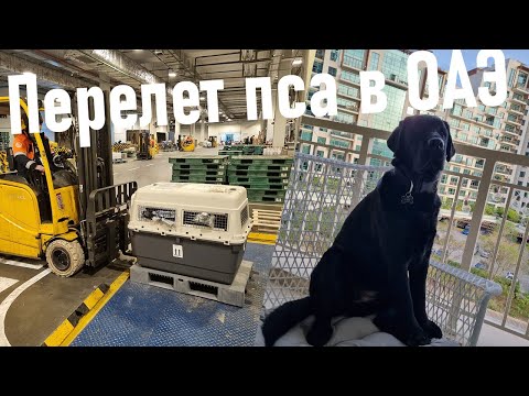 Видео: Перевозка большой собаки в ОАЭ
