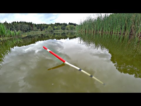 Видео: Рыбалка на утренней зорьке на поплавок. Ловля карася на маховую удочку.