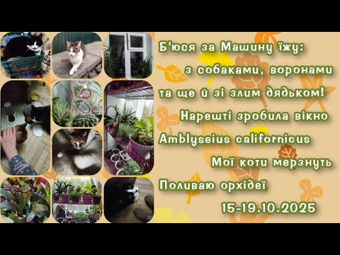 Видео: Холод, дощ і багато роботи 15-19.10.2025