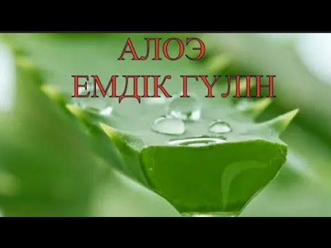 Видео: Алоэ гулінің бет күтіміне пайдасы 🤗