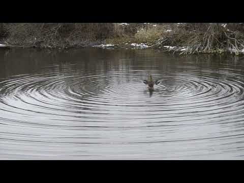 Видео: Вызаривание подсадных уток.