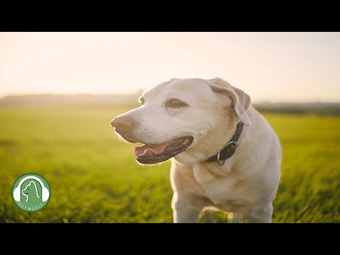 Видео: Музыка для успокоения и сна собак🐶Музыка для снятия тревоги и стресса🎵Любимая музыка собаки